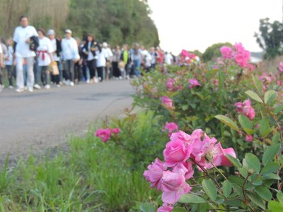 Caminhada das Rosas
