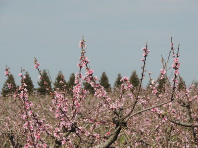 Floração de Pessegueiros