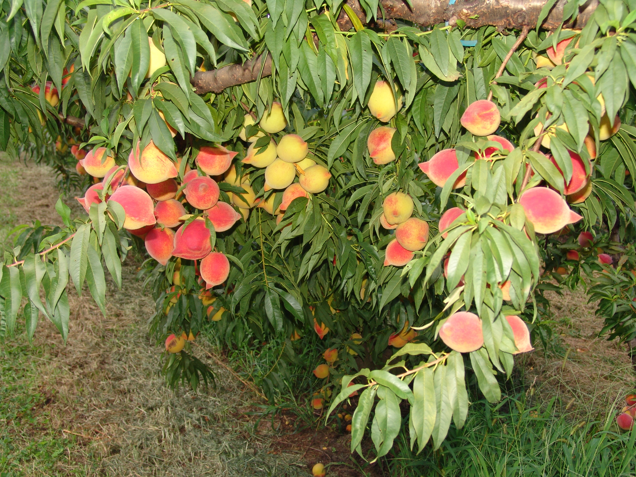 Pessegueiro